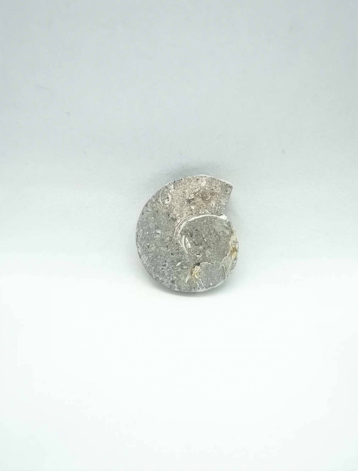 Cabochon Ammonite