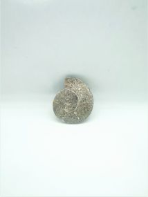 Cabochon Ammonite