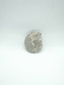 Cabochon Ammonite