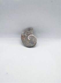 Cabochon Ammonite