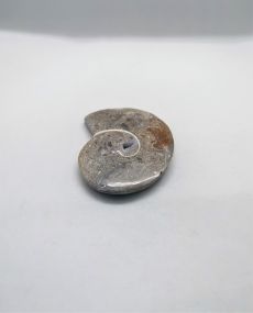 Cabochon Ammonite