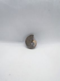 Cabochon Ammonite