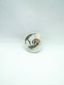 Cabochon Ammonite