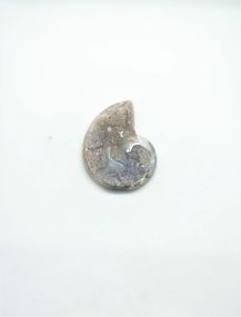 Cabochon Ammonite