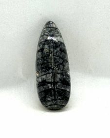 Cabochon Orthoceras