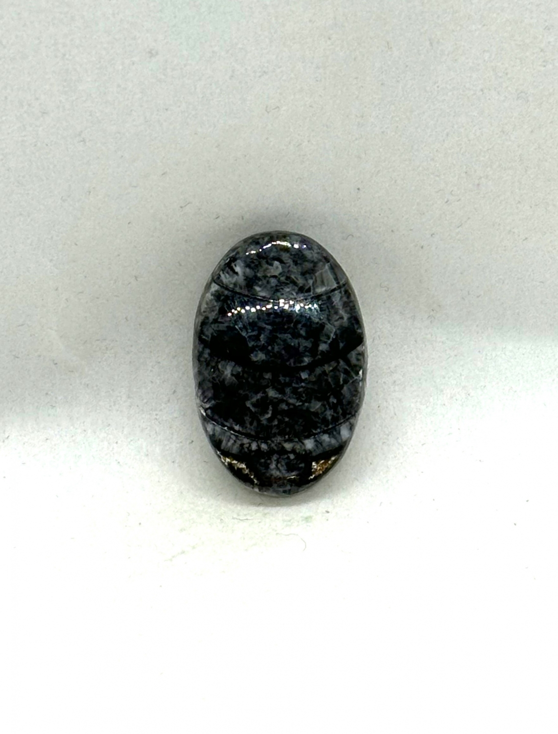 Cabochon Orthoceras